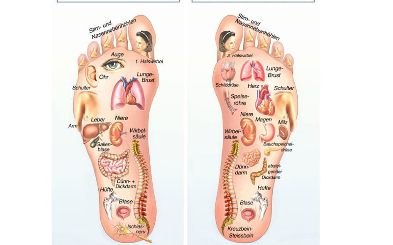Darstellung der Fußreflexzonen für die Behandlung im Vitalium Darstellung der Fußreflexzonen für die Behandlung im Vitalium