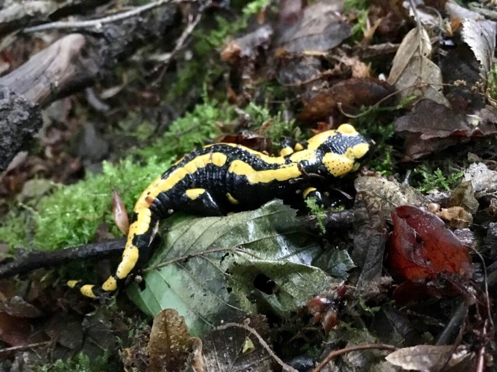 Feuersalamander auf dem Waldboden im Harz