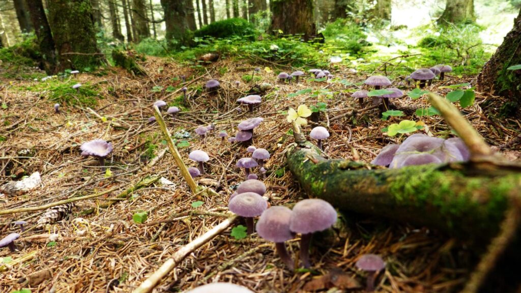 Wanderweg durch die Natur des Harzes