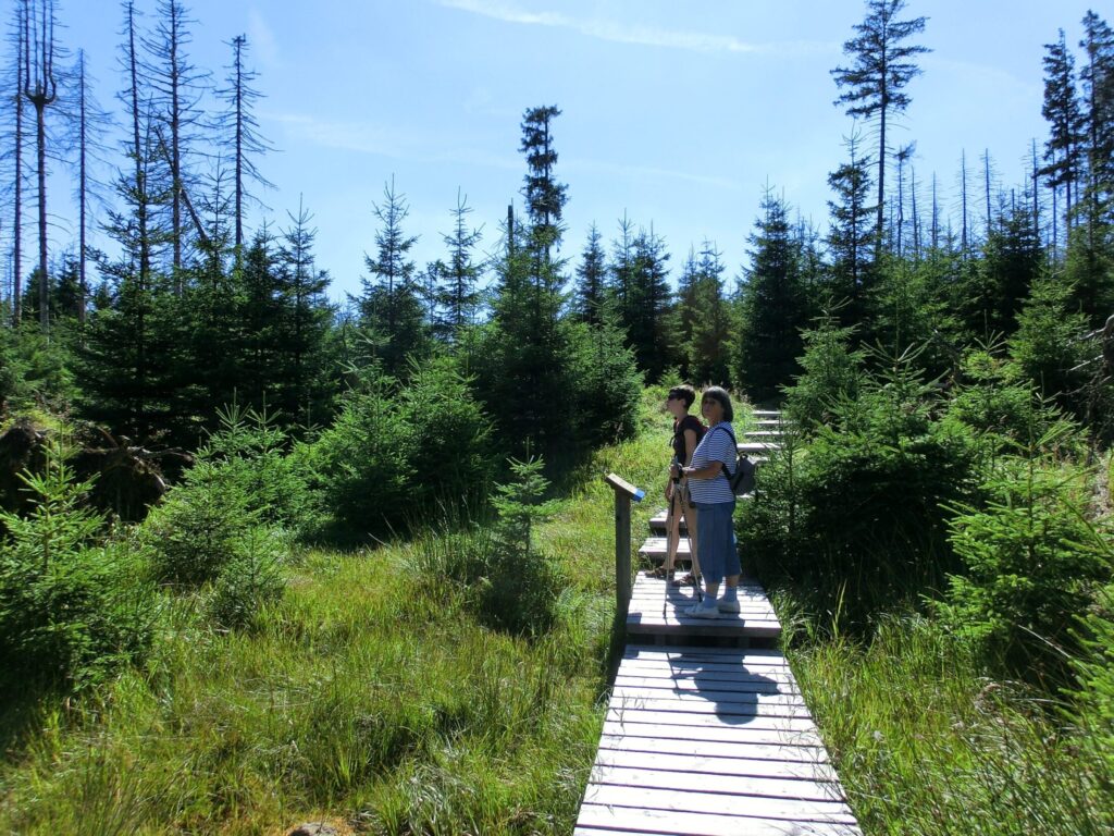 Holzsteg durch eine Harzer Waldlandschaft