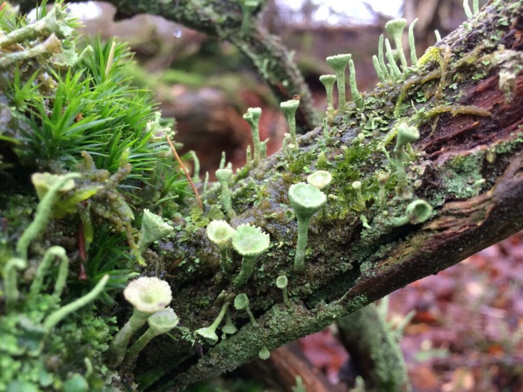 Wildtier-Beobachtungsplatz im Harz