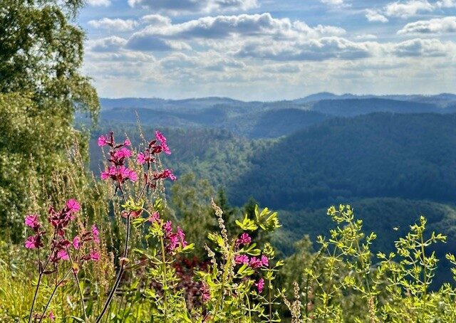 Wanderung durch die Harzer Natur Wanderung durch die Harzer Natur