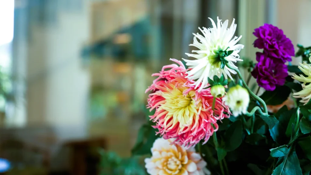 Weiße, gelbe, rosa und violette Dahlien stehen vor der Glasfront im Eingangsbereich des Vitaliums in Bad Lauterberg.